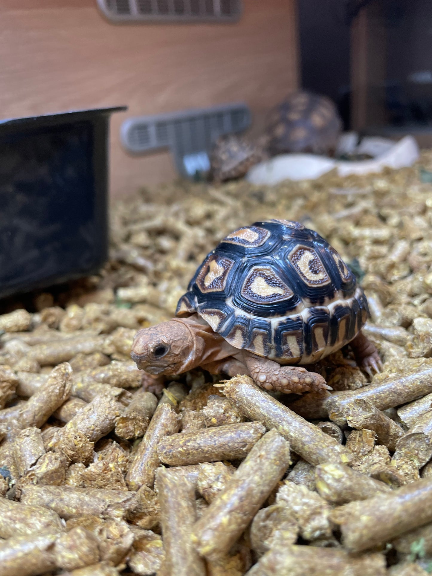 Leopard Tortoise