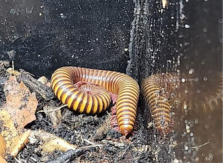 Cameroon Rosy Legs Millipede