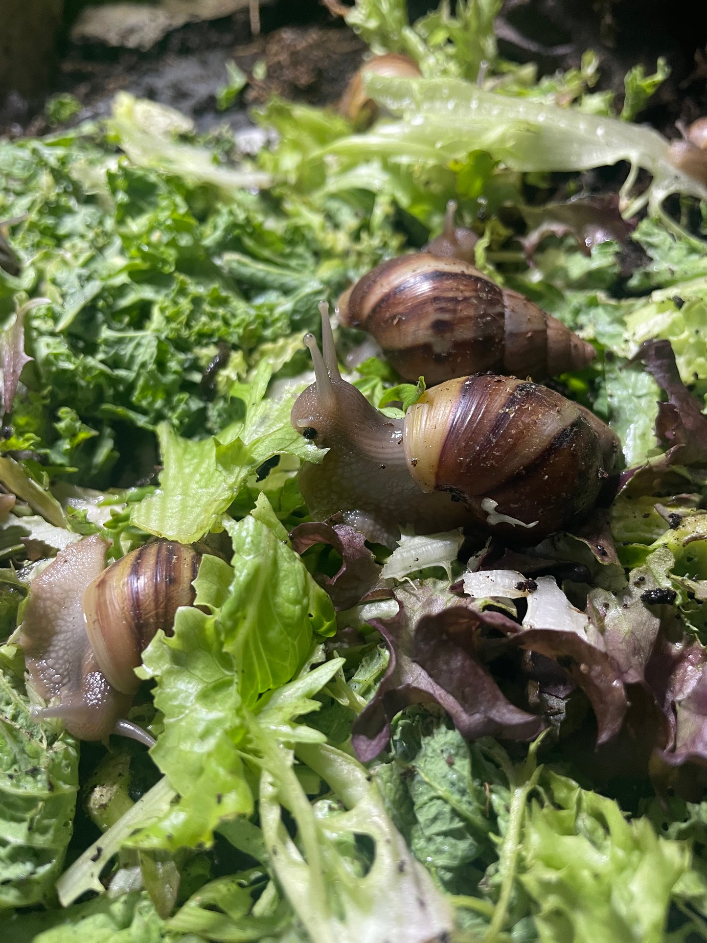 Giant African Land Snails