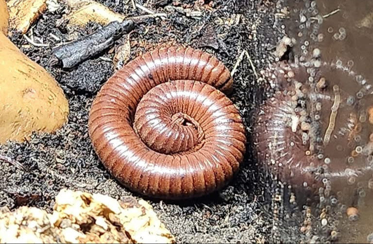 Giant African Train Millipede