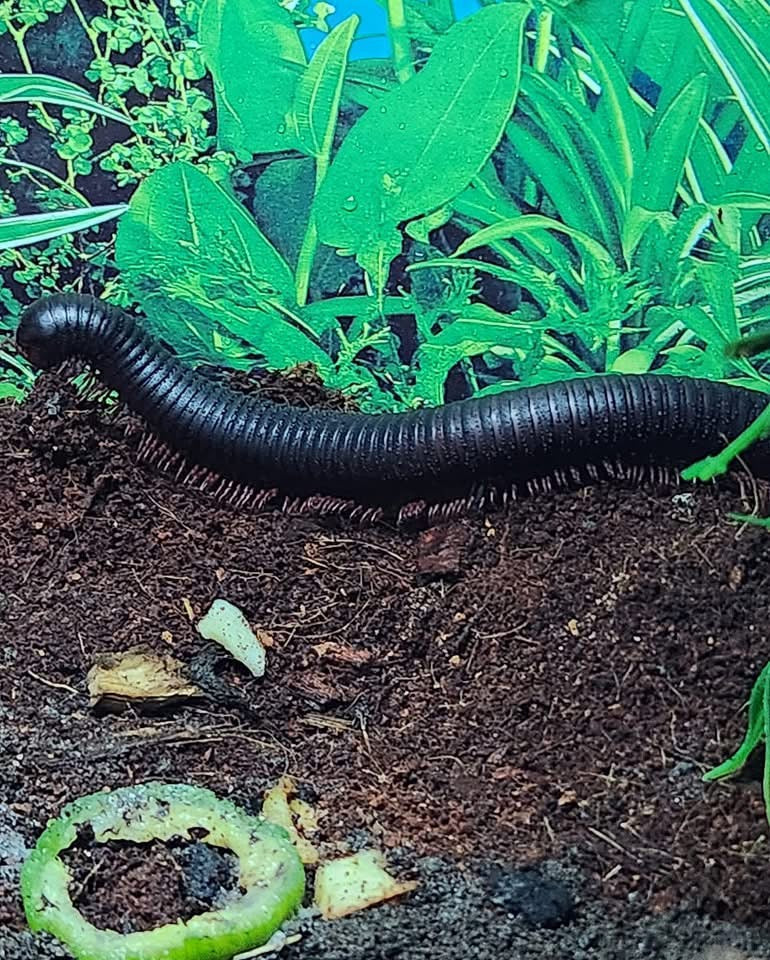 Giant Cameroon Matt Black Millipede