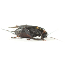 Load image into Gallery viewer, Black cricket size 4 12-18mm
