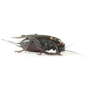 Black cricket size 4 12-18mm