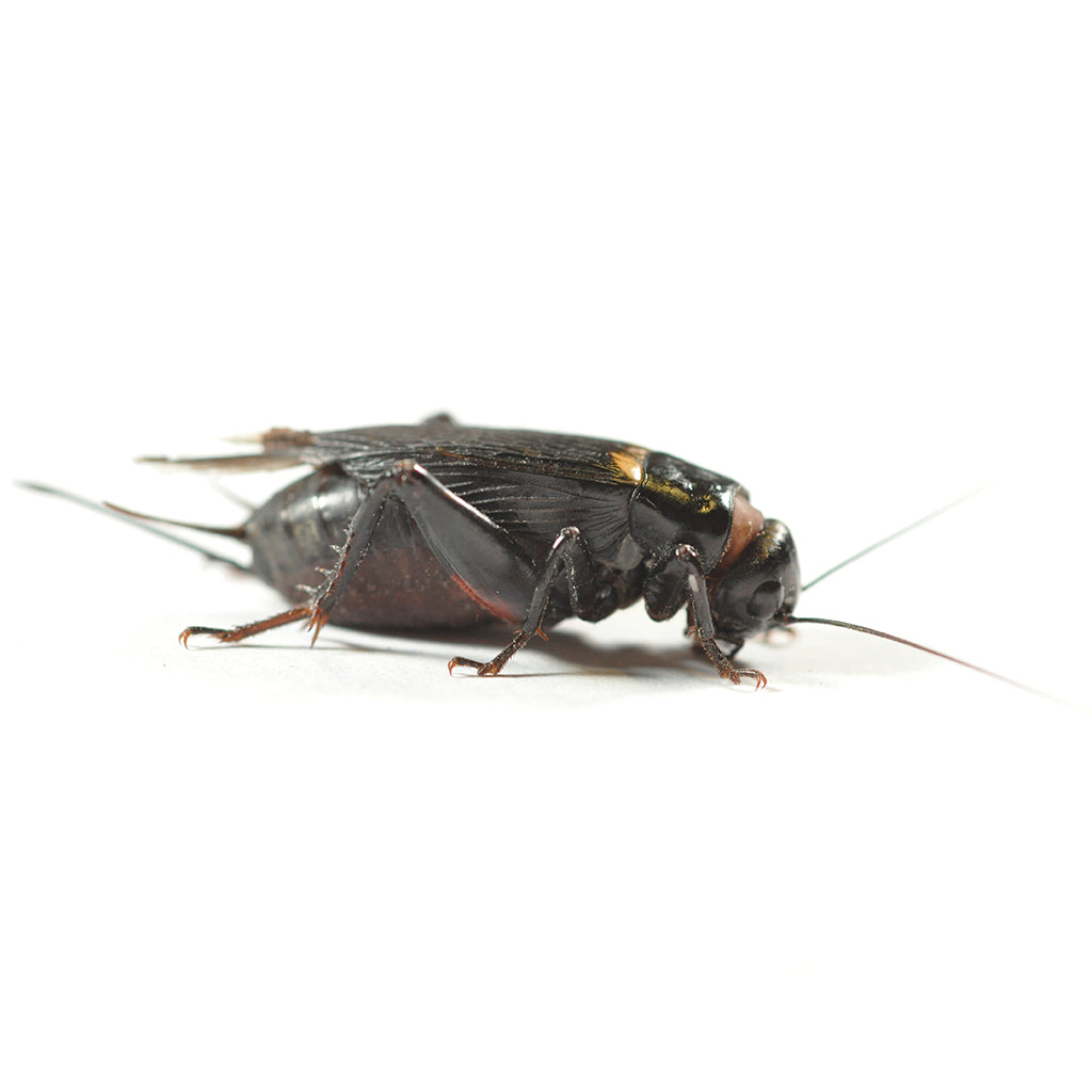 Black cricket size 5 18-25mm