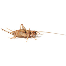 Load image into Gallery viewer, Silent brown crickets size 6 25-30mm
