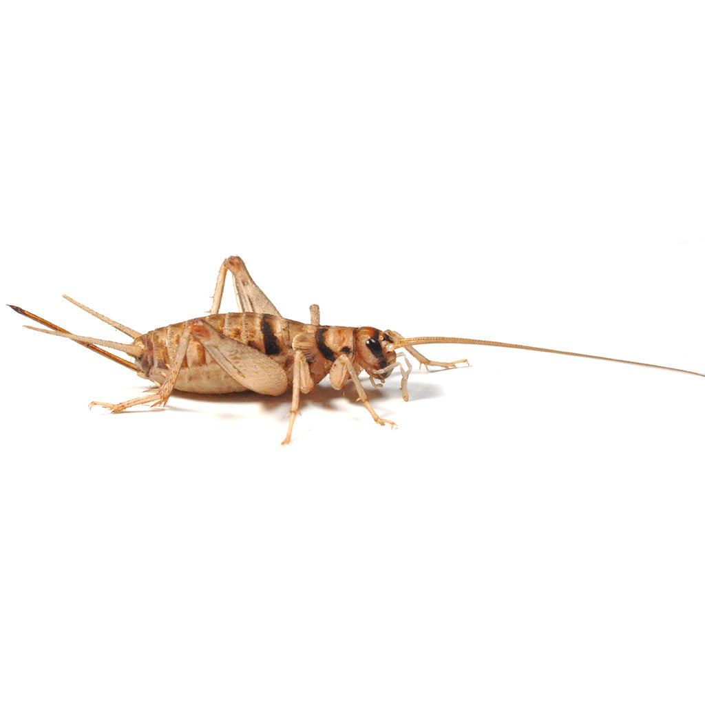 Silent brown crickets size 6 25-30mm