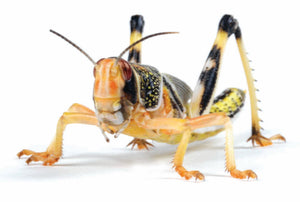 Live locusts size adult