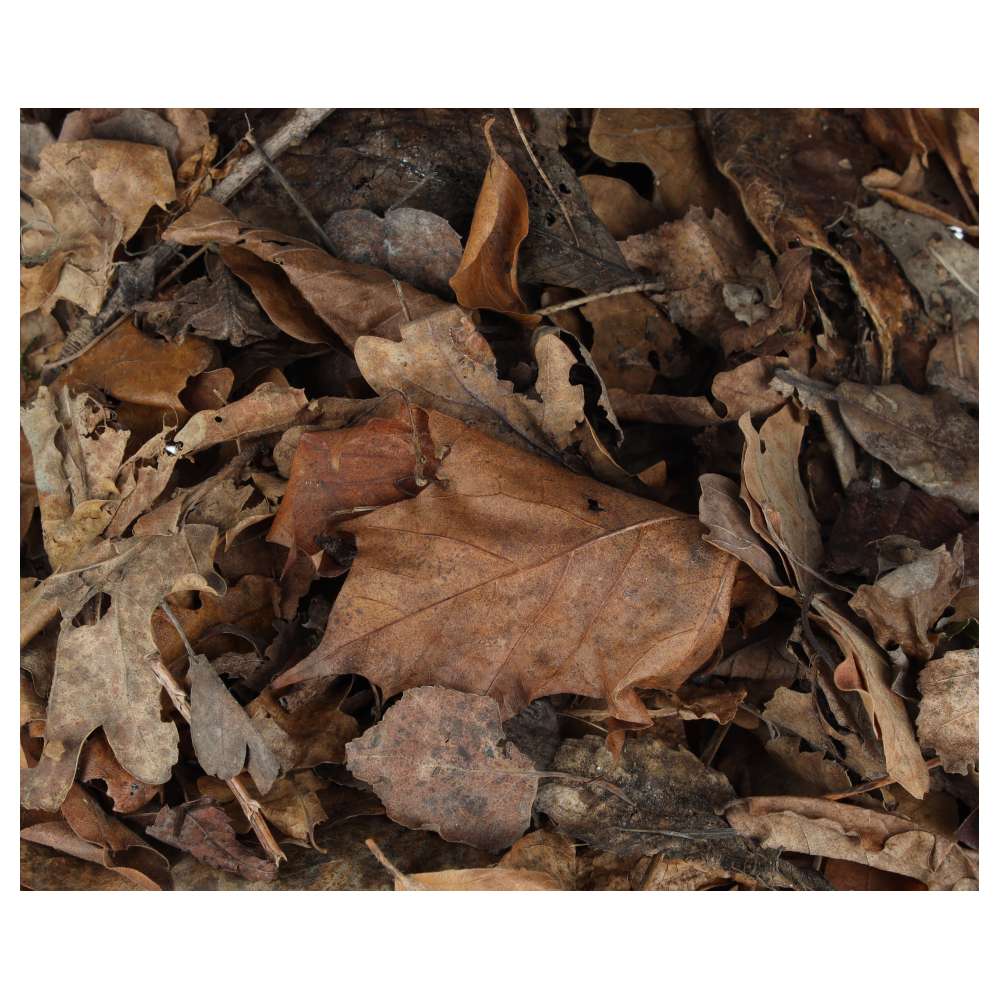 ProRep Bio Life Leaf Litter