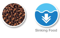 Saki-Hikari Fancy Goldfish Balance