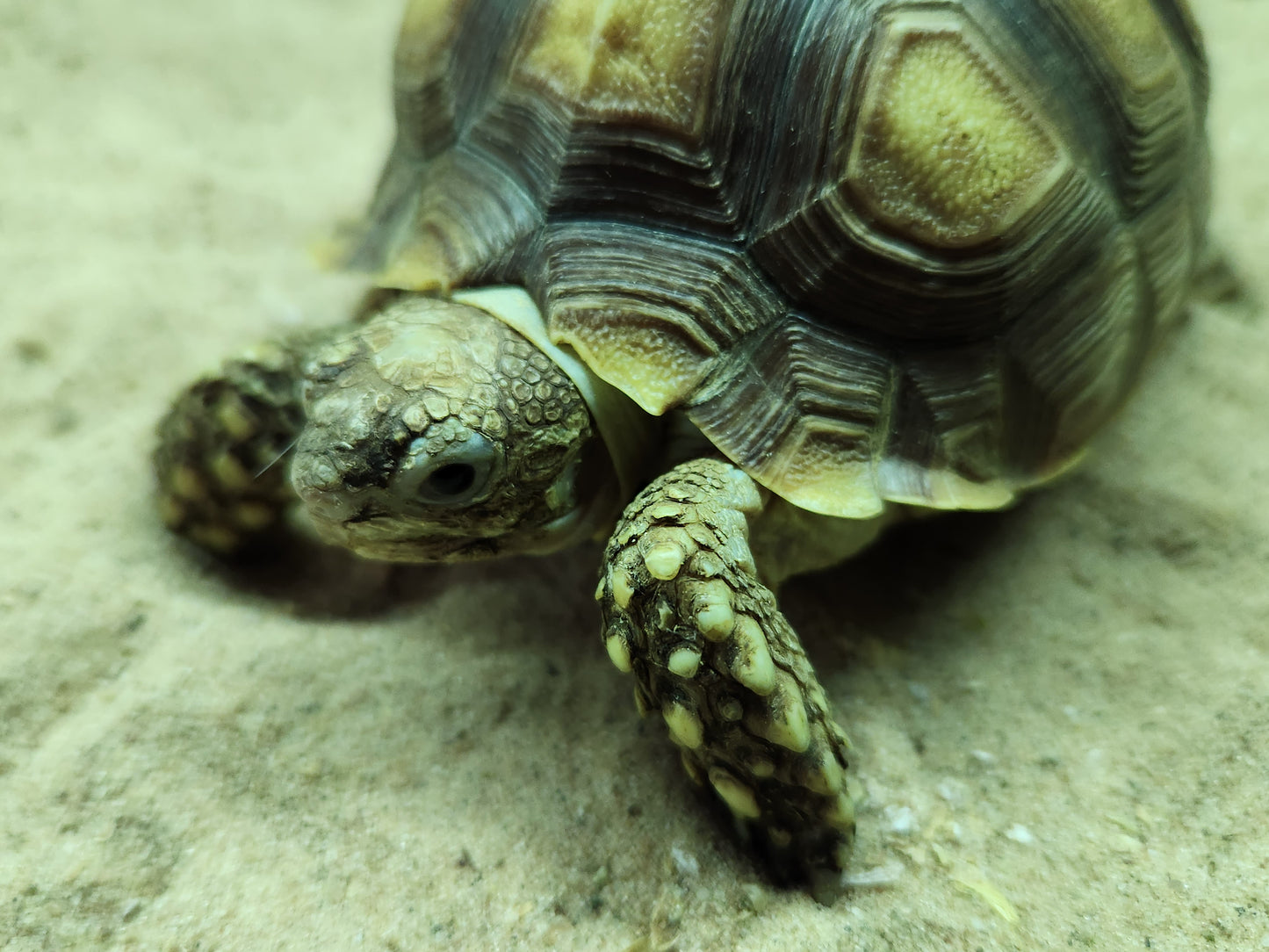 Sulcata Tortoise
