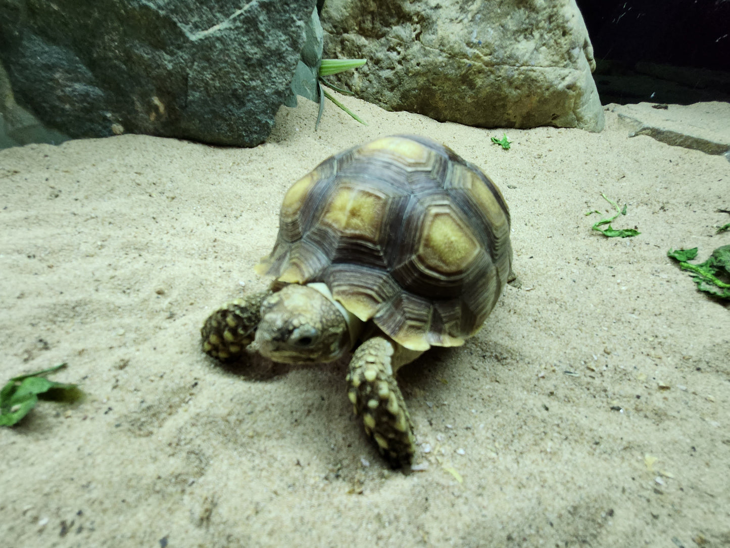 Sulcata Tortoise