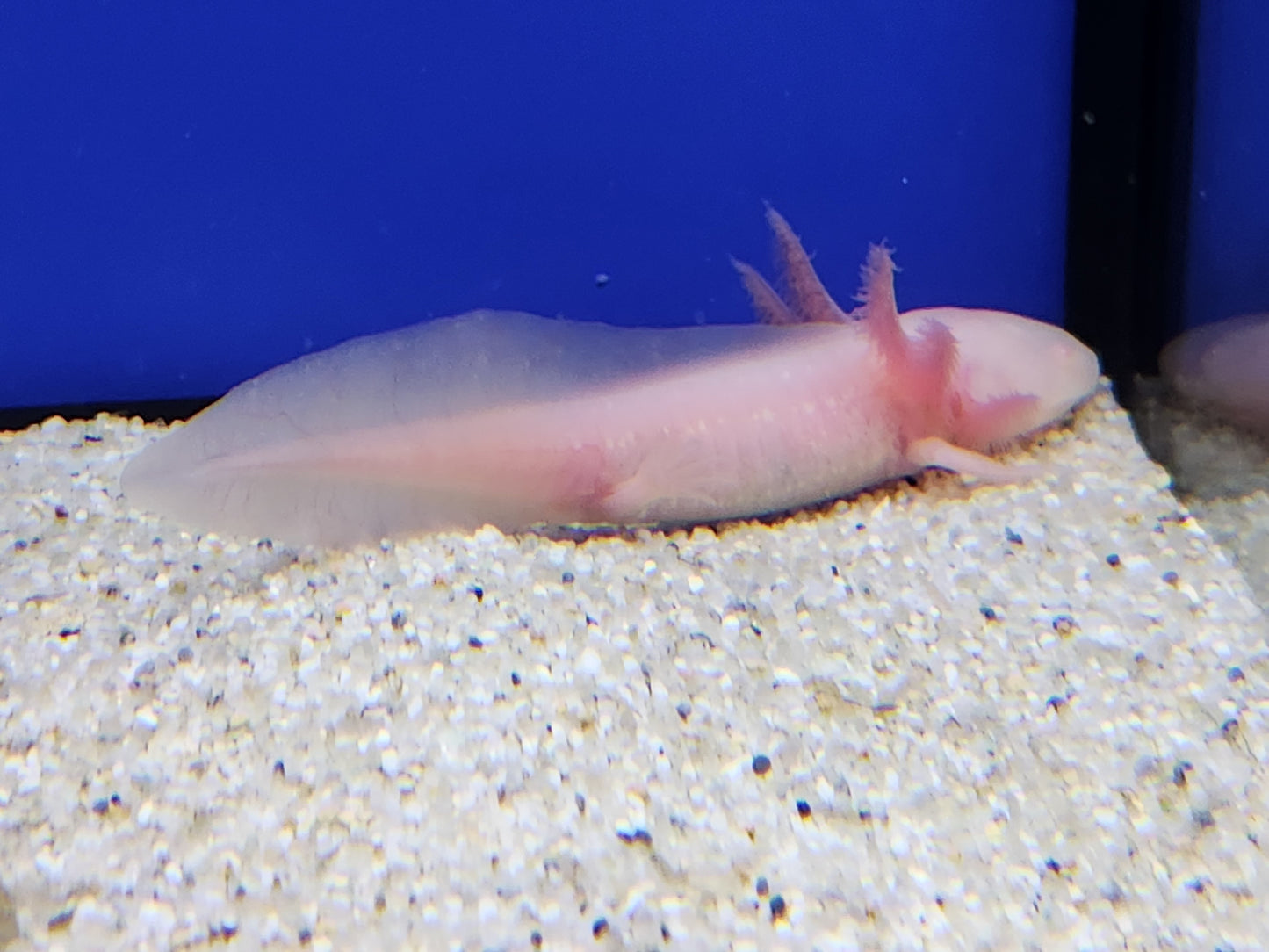 Axolotl