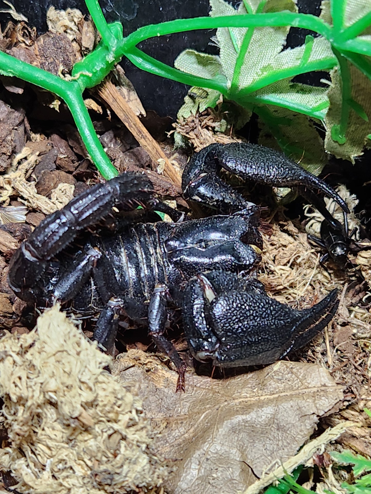 Indonesia Blue Scorpion