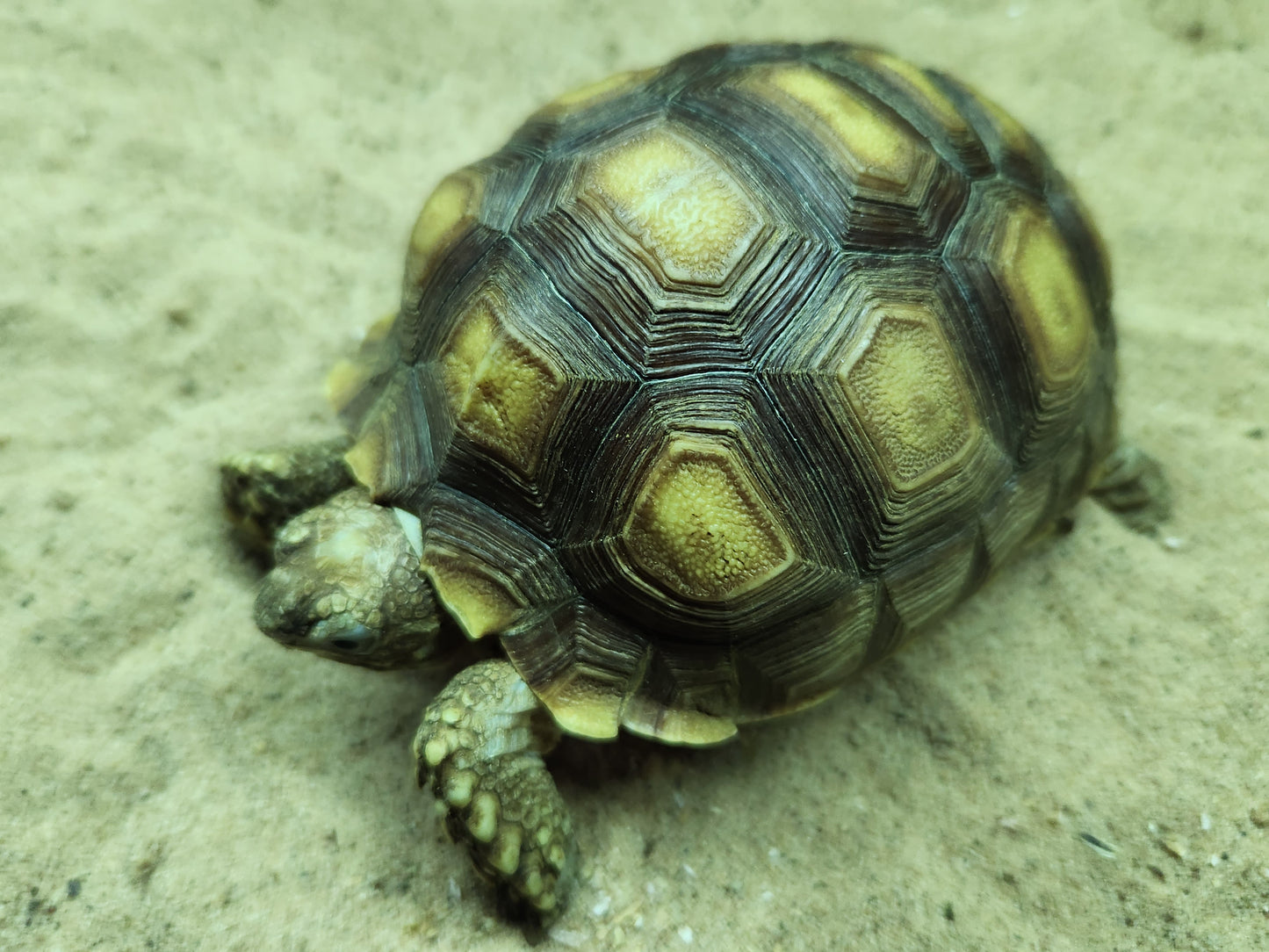 Sulcata Tortoise