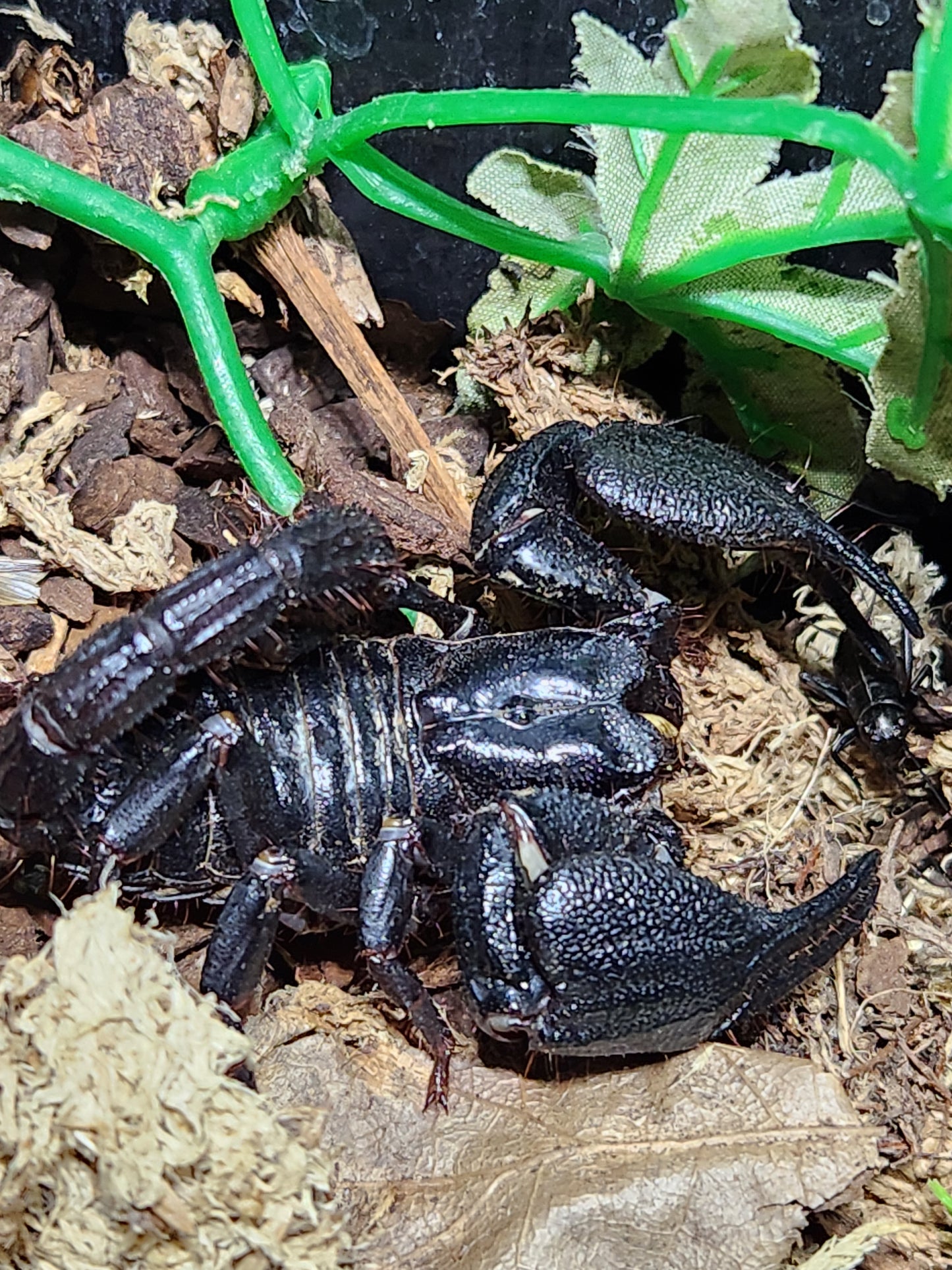 Indonesia Blue Scorpion