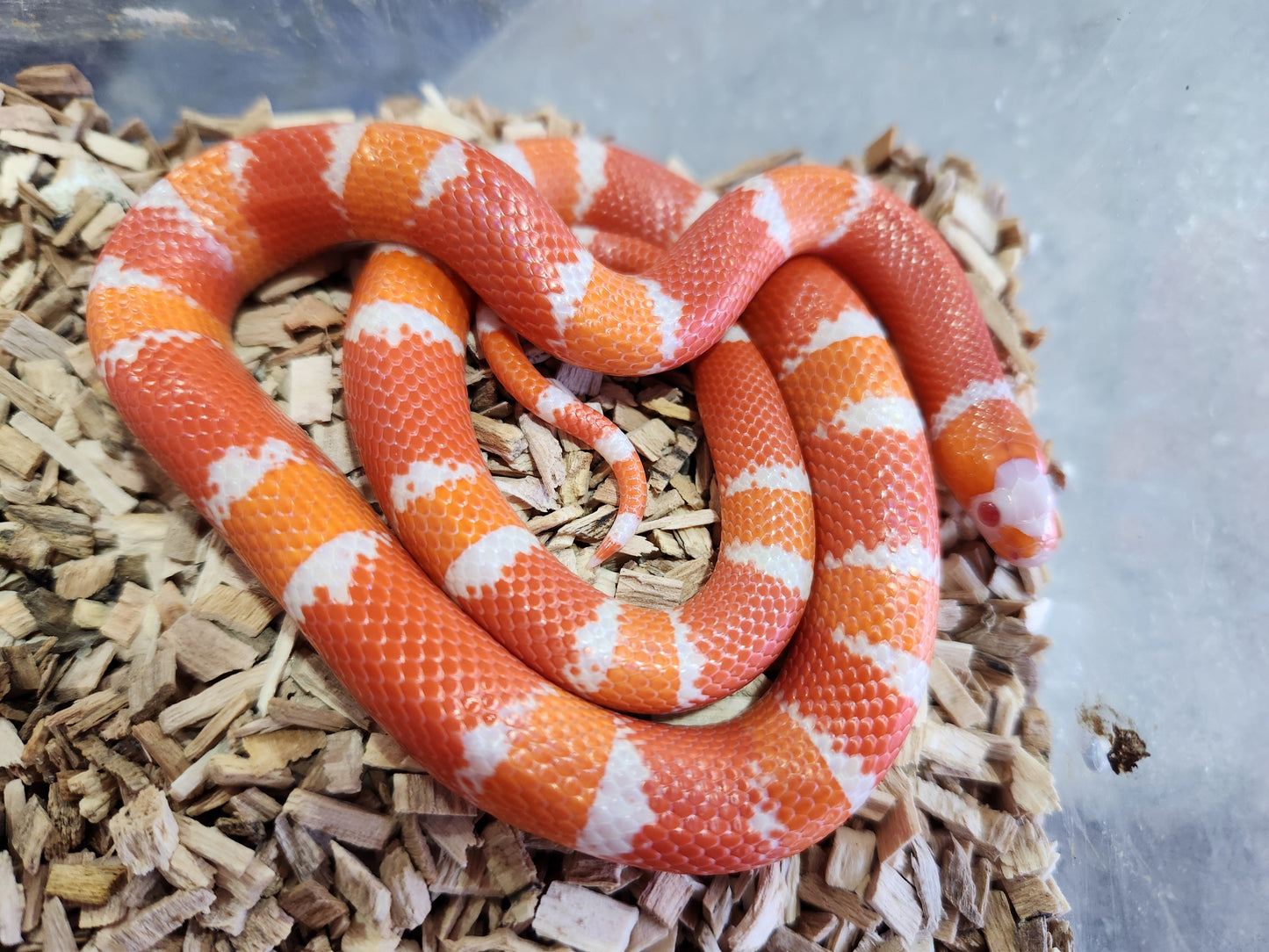 Tangerine Albino Honduran Milk Snake