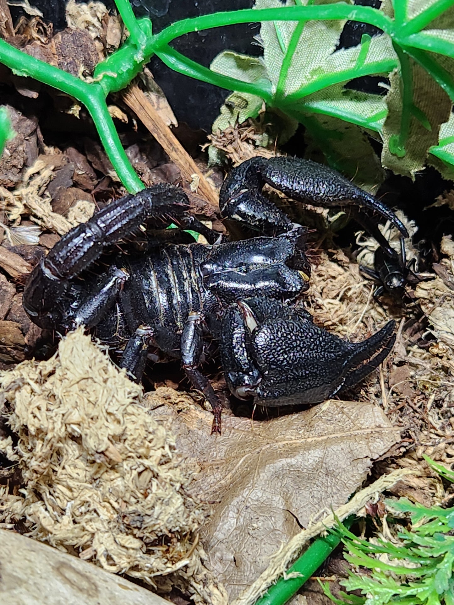 Indonesia Blue Scorpion