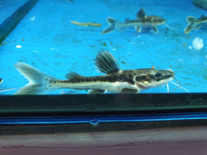 Shovelnose x redtail catfish hybrid