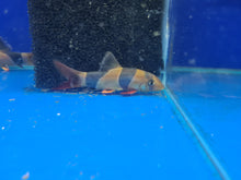 Load image into Gallery viewer, Clown loach 4 inch
