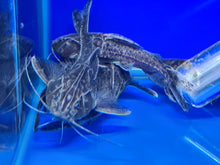 Load image into Gallery viewer, Pterodoras granulosus granulated catfish
