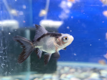 Load image into Gallery viewer, Panda moor 2-3 fantail goldfish
