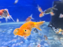 Load image into Gallery viewer, Celestial eye goldfish 2-3inch
