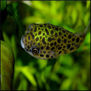 Spotted puffer