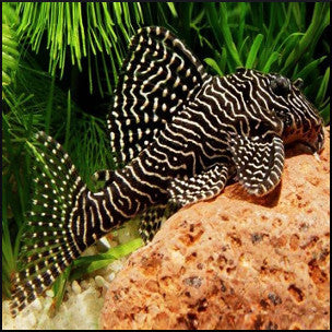 Queen arabesque pleco L260