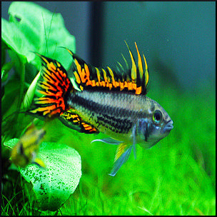 Cockatoo Cichlid