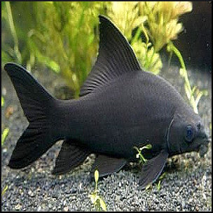 Beautiful Semi Aggressive Community Fish Black Shark – Fish Tank