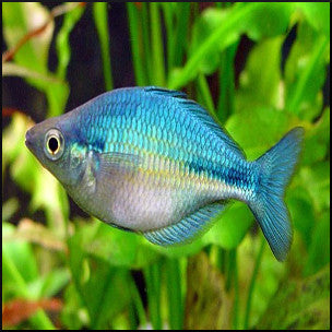 Colorful Fish Coolest Freshwater Fish To Own Glowlight Tetra Buy