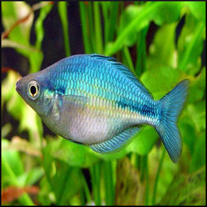 Blue rainbow fish