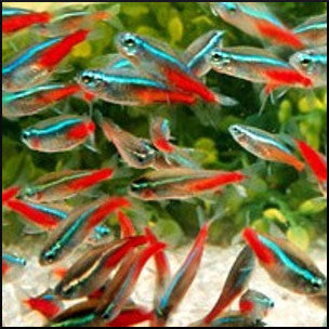Neon tetra – Fish Tank Limited