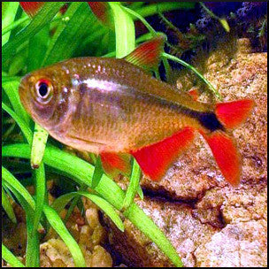 buenos aires tetra planted tank Buenos Aires Tetra – Fish Tank Limited