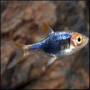 Black Harlequin rasbora – Fish Tank Limited - Main Image