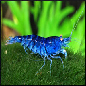 Blue shrimp