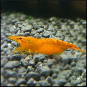 Orange shrimp