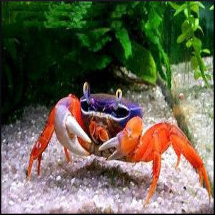 Rainbow Crab