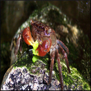 Tropical red crab