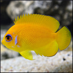 Lemon peel angelfish