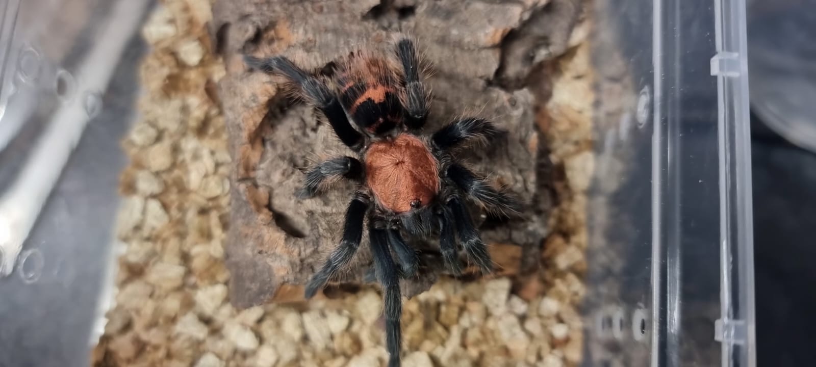 Spiders – Fish Tank Limited