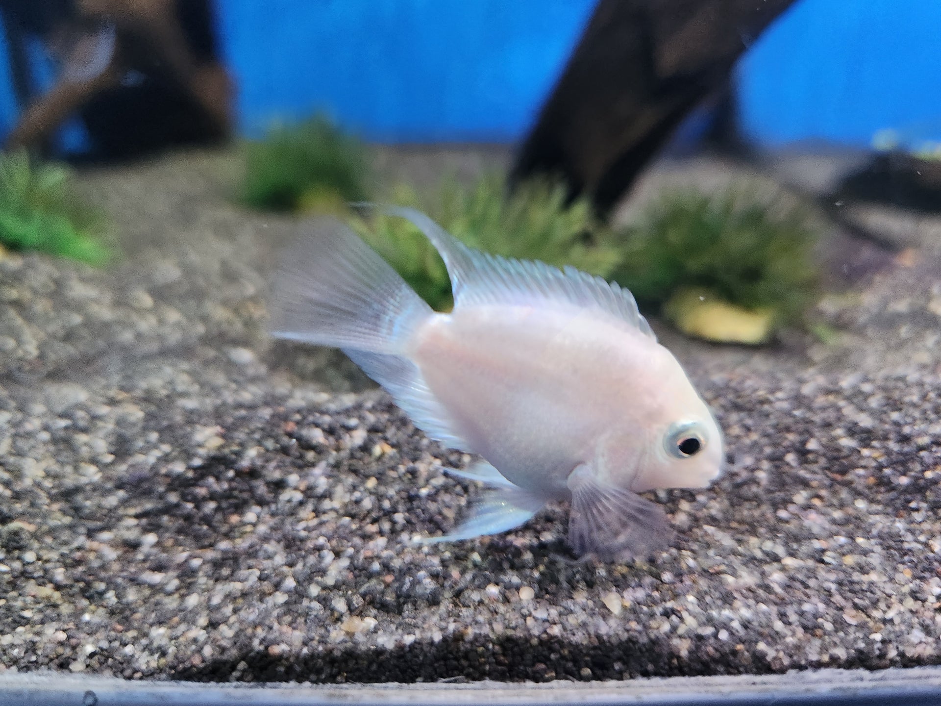 Platinum polar parrot fish – Fish Tank Limited