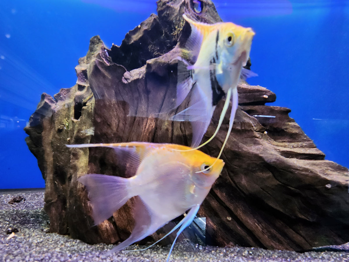 Mixed angel fish 7-10cm – Fish Tank Limited