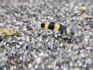 Bumble bee goby