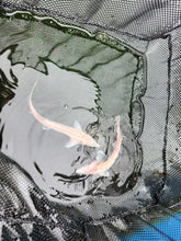 Load image into Gallery viewer, Albino sturgeon / sterlet 6-8 inch x 2
