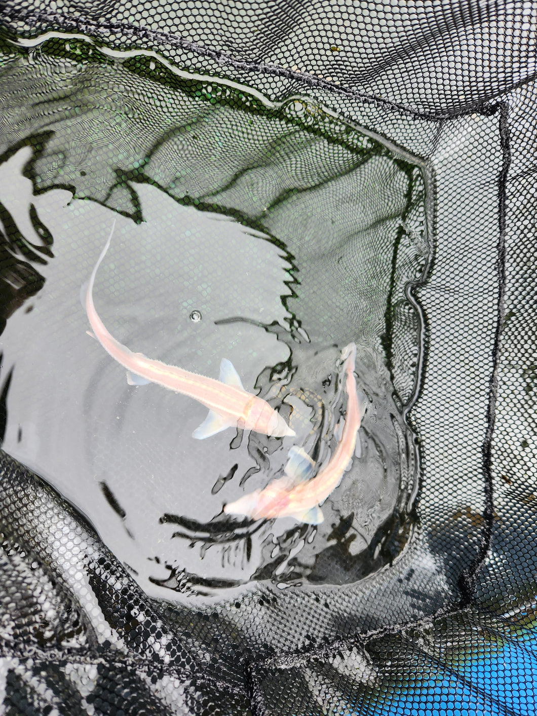 Albino sturgeon / sterlet 6-8 inch x 2
