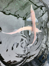 Load image into Gallery viewer, Albino sturgeon / sterlet 6-8 inch
