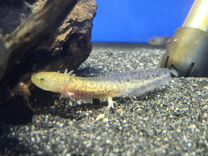 Mixed axolotl 2-3inch