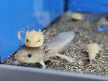 Load image into Gallery viewer, Mixed axolotl 2-3inch
