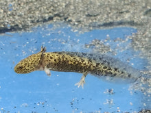 Load image into Gallery viewer, Mixed axolotl 2-3inch
